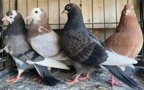 pigeon breeders near me